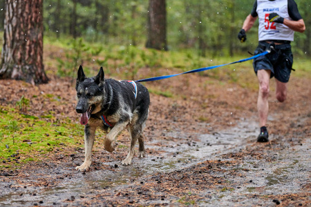 犬只混血比赛