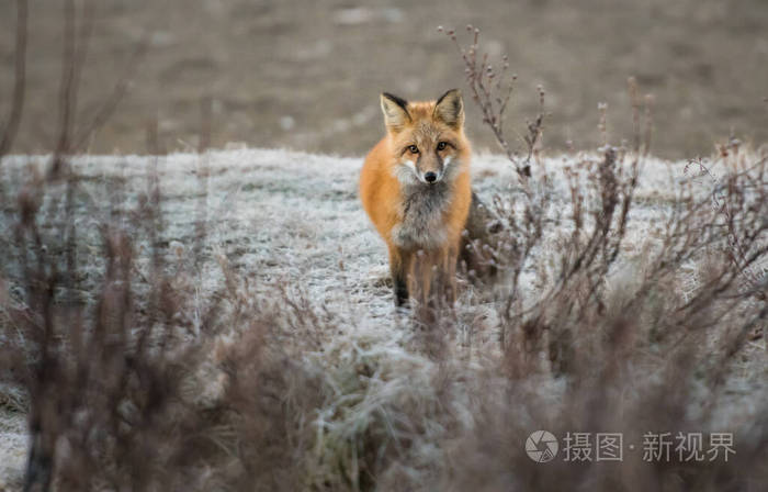 凝视 自然 领域 可爱的 美丽的 傍晚 犬科动物 站立 冬天