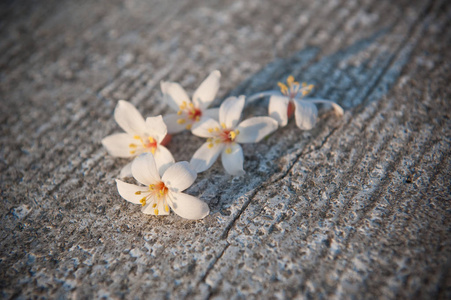 白桐花落地，桐花盛开时节