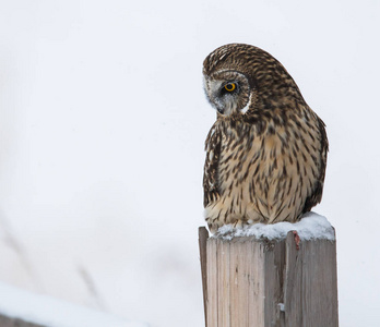 动物群 动物园 知识 冬天 农场 捕食者 自然 羽毛 猫头鹰
