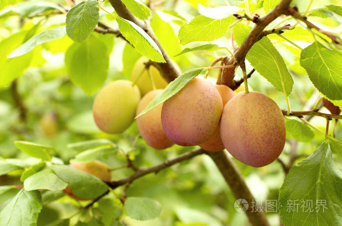 李子的树枝.花园里的梅树.果园里有李子.秋天收获的成熟果实.