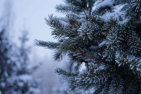 抽象的冬季背景与蓬松的雪，雪花和针在云杉树枝特写