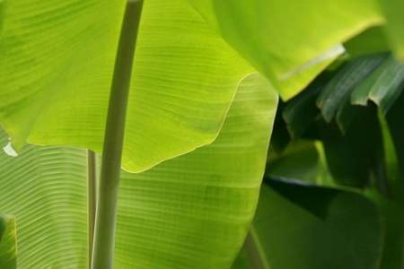 Banana Leaves on Banana tree 