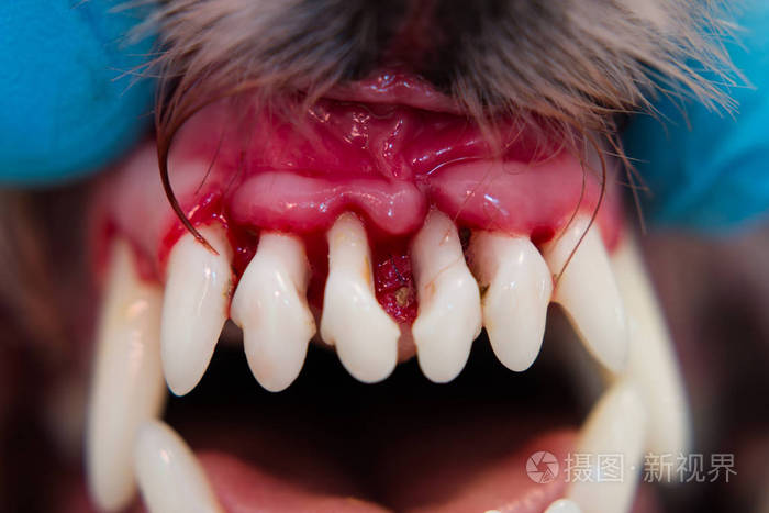 狗嘴患牙周炎的特写照片