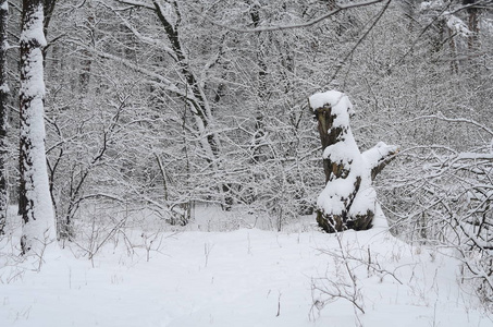 冬季雪景