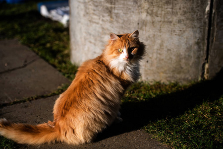 外面漂亮的红猫。