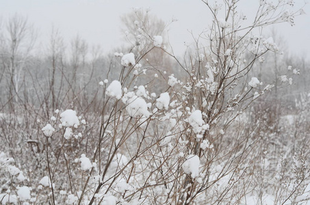 冬季的景观，有白雪覆盖的树木