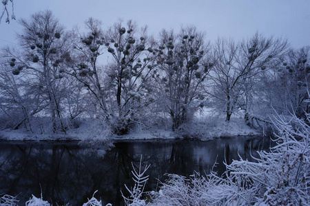 霜冻中的森林。冬季景观。白雪覆盖的树木。