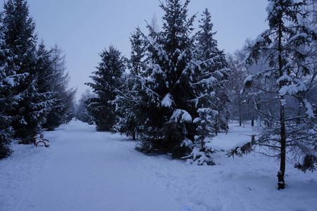 圆锥体 天空 圣诞节 冬天 假日 冷杉 季节 场景 暴风雪