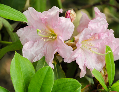 blooming rhododendron with green leaves on a sunny day in the ga