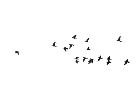 Flocks of flying pigeons isolated on white background. Clipping 