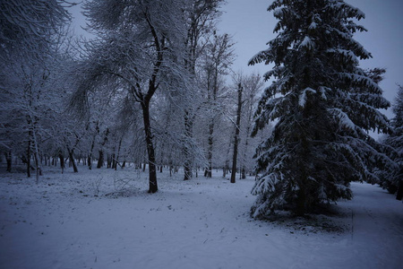 圣诞冬季背景与雪和模糊博克。梅里圣诞节和新年快乐贺卡复制空间。