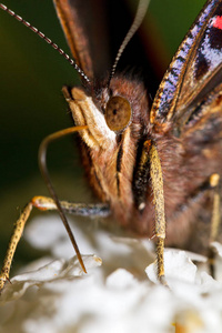 无脊椎动物 特写镜头 颜色 美女 美丽的 夏天 花园 昆虫