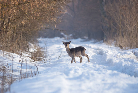 寒冷的 可怕的 伍兹 自然 动物群 美丽的 动物 罗马尼亚