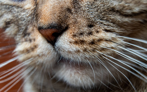 年轻的疯狂惊讶的猫使大眼睛近距离。美式短发惊艳猫或小猫滑稽的脸大眼睛。小猫看起来既惊讶又害怕。激动的大眼小猫在家里