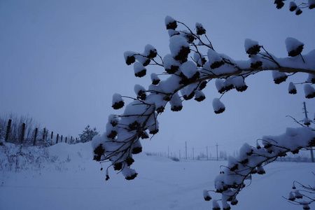 冬季的景观，有白雪覆盖的树木