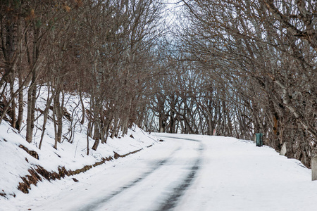步行 领域 天气 木材 自然 季节 行走 运动 风景 冬天