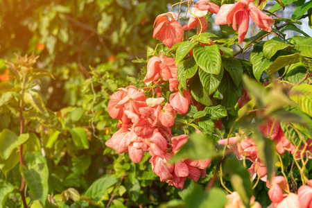 颜色 植物 春天 亚洲 花园 粉红色 植物学 漂亮的 盛开
