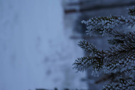 抽象的冬季背景与蓬松的雪，雪花和针在云杉树枝特写