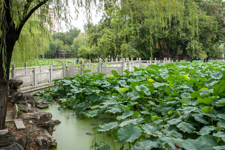 西安莲湖公园的荷花图片