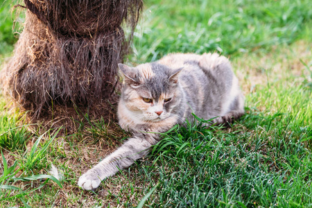 花园 美丽的 自然 小猫 草坪 可爱的 肖像 基蒂 眼睛