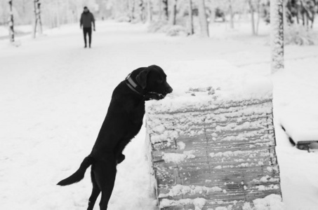 三个月大的法国斗牛犬和他的第一场雪