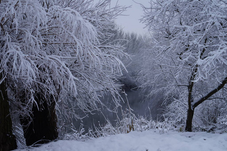 霜冻中的森林。冬季景观。白雪覆盖的树木。