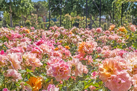 阳光明媚的日子里,花园里开满了粉红色的花照片