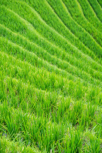 龙脊梯田稻作图片