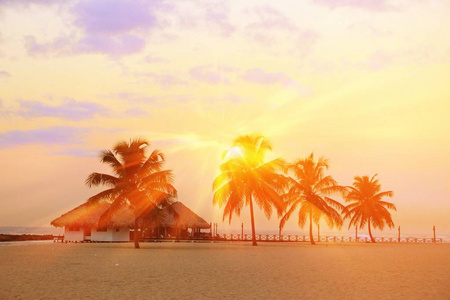 海景 假期 海洋 加勒比 棕榈 天空 天堂 波动 日出 椰子
