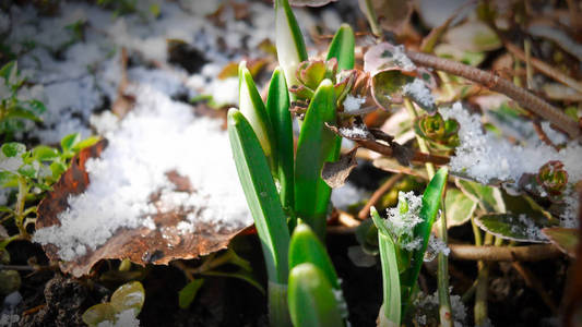 地球 季节 第一 植物 森林 雨滴 春天 开花 花瓣 雪滴