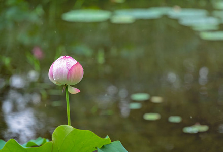 一朵粉红色莲花的闭合花蕾