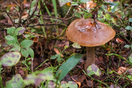 在森林里捡食用菌。生长在森林里的白桦蘑菇或褐色的帽子。蘑菇，棕色帽子，干树叶和老桦树，野生动物抽象背景