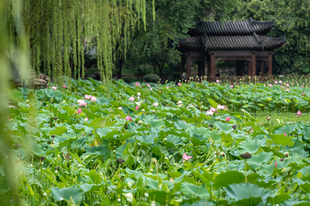 西安莲湖公园的荷花图片