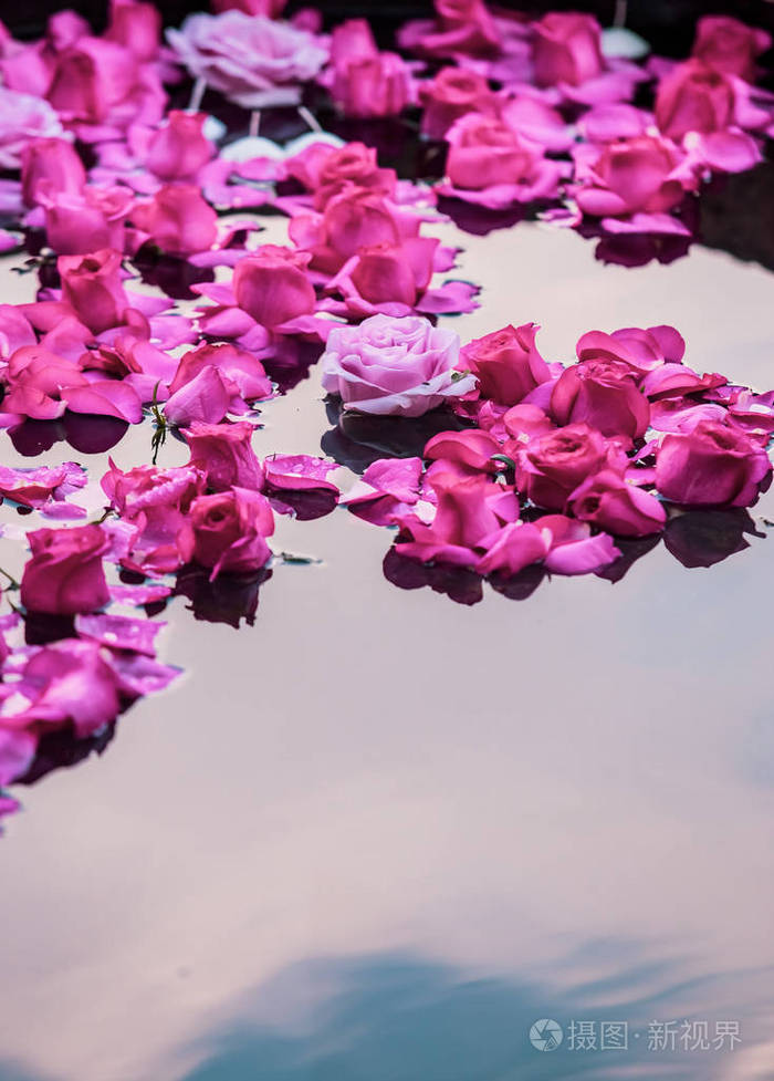 漂浮在水面上的玫瑰花瓣和花