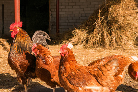 圣诞节的母鸡图片