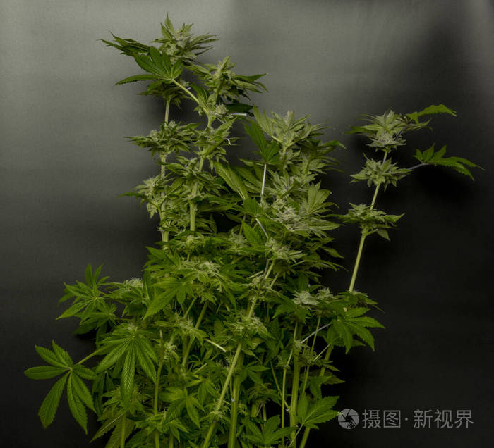 黑色背景的绿色成熟大麻大花照片 正版商用图片29i7ew 摄图新视界 黑色背景的绿色成熟大麻大花照片 正版商用图片29i7ew 摄图新视界