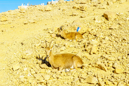 马克特什火山口拉蒙的努比亚野山羊