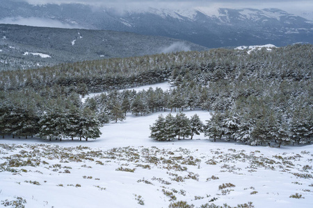 雪松林，雪山为背景