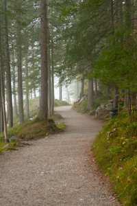 穿过巴伐利亚阿尔卑斯山森林的步行道