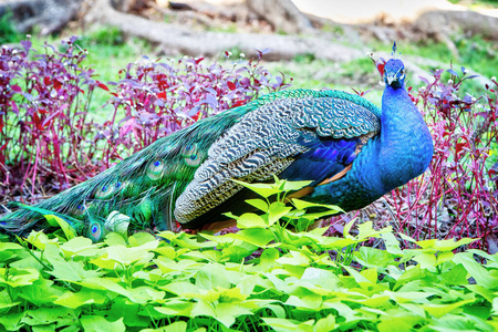 花园公园里五颜六色的印度孔雀
