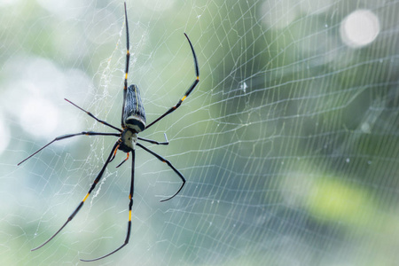 纹理 美丽的 危险 种类 网状物 动物 猎人 昆虫 森林