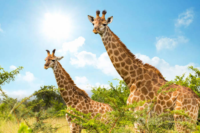 非洲森林动物世界图片