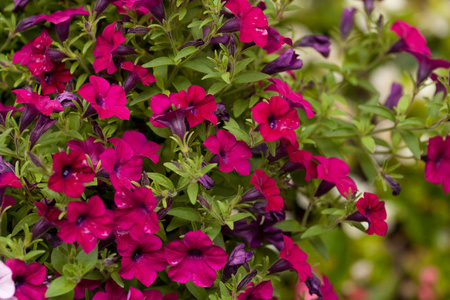 花的 春天 特写镜头 季节 植物 紫色 植物区系 生长 自然