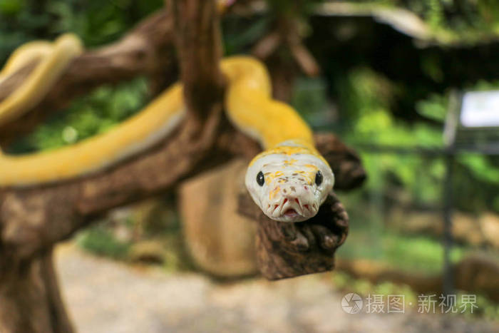 特写一条黄蛇蟒缠绕在树枝上,看起来很傲慢.好奇的白化蟒蛇.