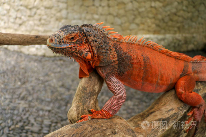 美丽的红色鬣蜥木动物特写橙色鬣蜥坐在浮木上看着相机红色变种的一个