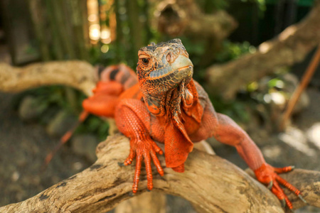 Closeup Head of Reptile. Young male Red Iguana  detail of an ig