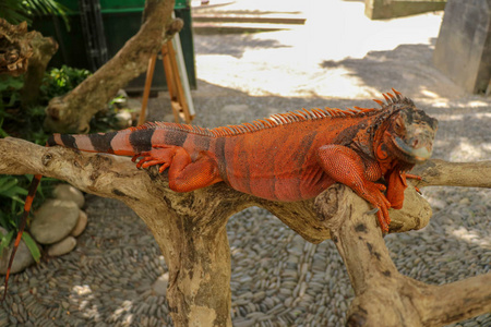雄性红鬣蜥花时间在树上寻找雌性鬣蜥.