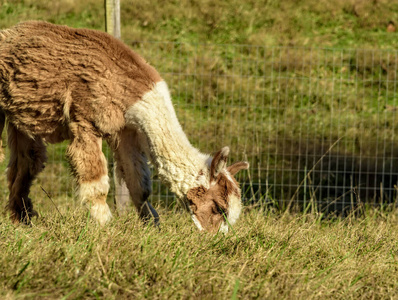 小羊驼在田野里吃草