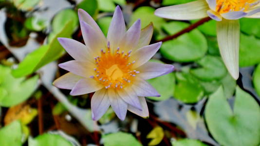 the beauty of little lotus flowers on a sunny morning, in a stre